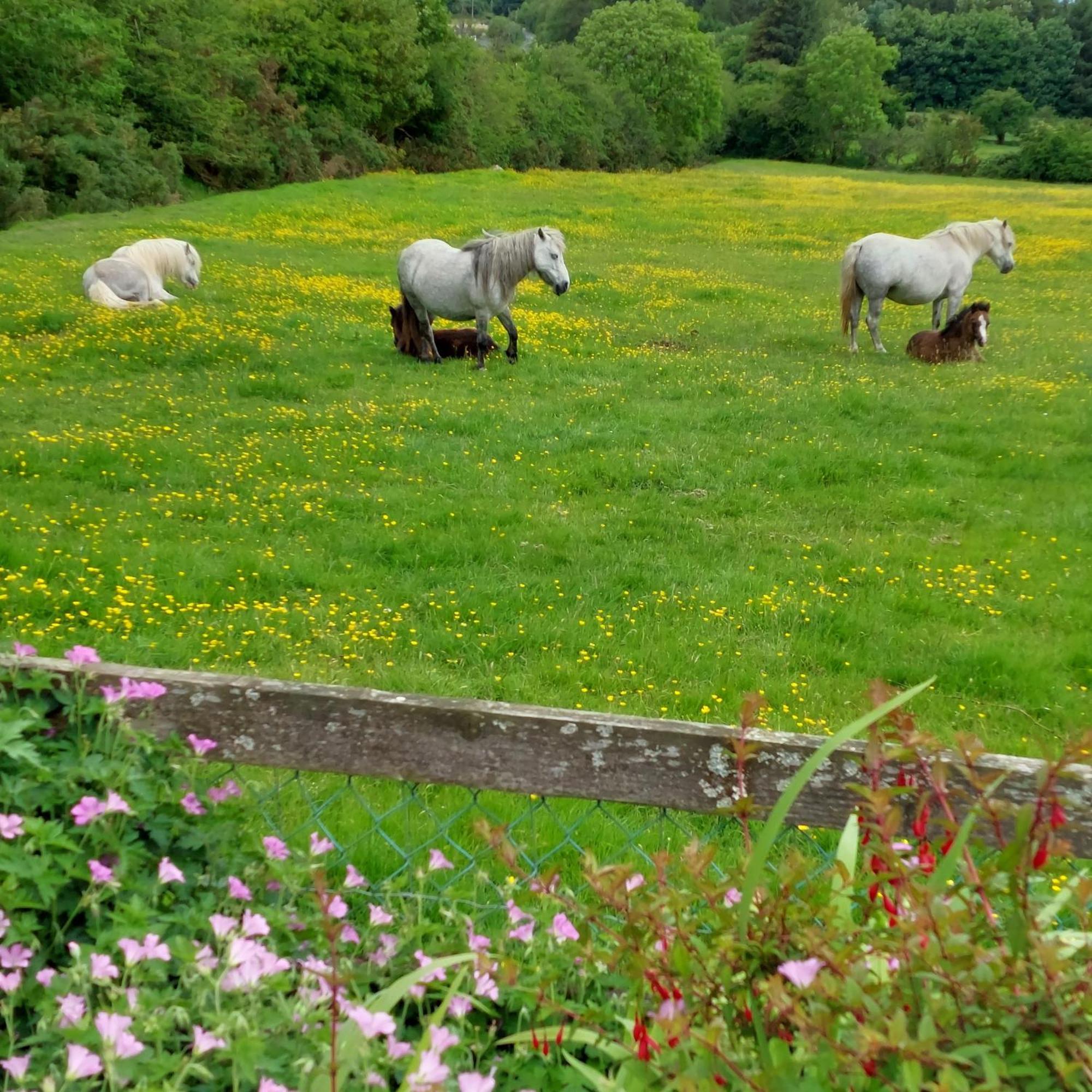 Abhainn Ri Cottages Blessington Buitenkant foto
